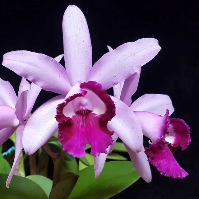 Cattleya intermedia var orlata parfumata 'Rio'