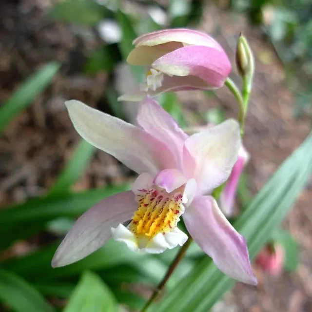 Bletilla Coritani - Orhidee De Gradina