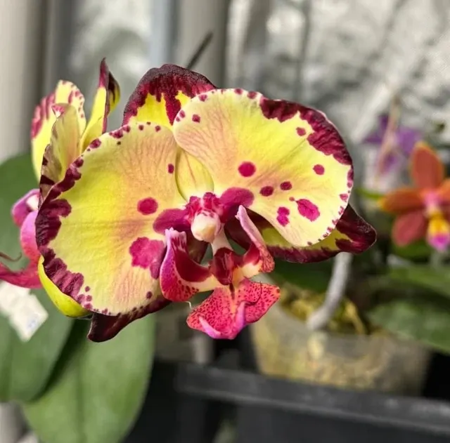 Phalaenopsis Miki Crown ''16''