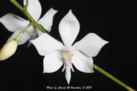 Caularthron (Diacrium) bicornutum