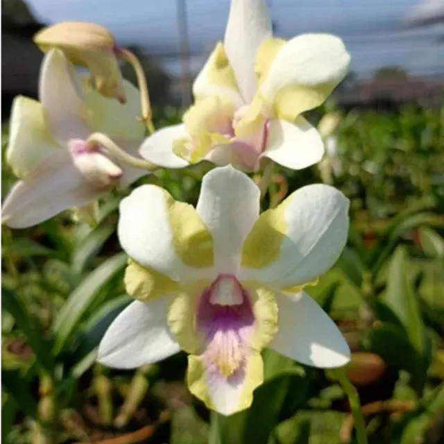 Dendrobium Nopporn Star (Dendrobium)