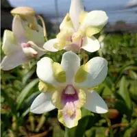 Dendrobium Nopporn Star