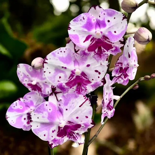 Phalaenopsis Fuller's Master ‘350’ - Big Lip