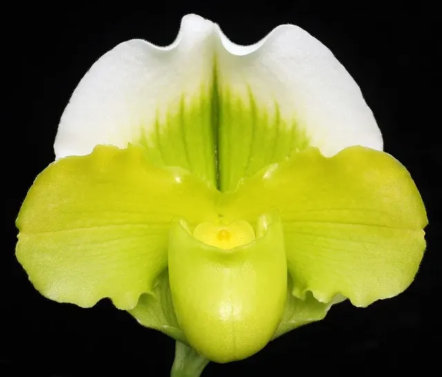 Paphiopedilum Stone Valley ‘Eternal Sun’ (Paphiopedilum)