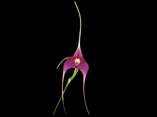 Masdevallia Paola Medina (Masdevallia)
