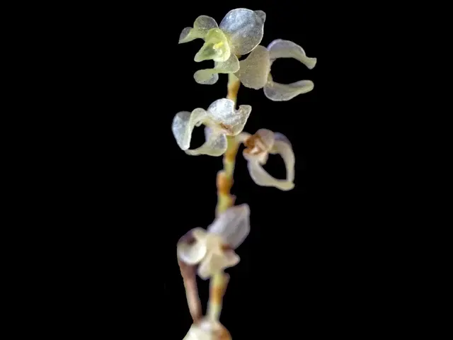 Stelis porpax (Stelis)