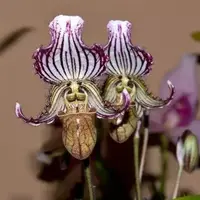 Paphiopedilum fairrieanum