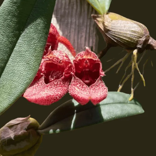 Bulbophyllum bootanoides 'Frostii' (Bulbophyllum)
