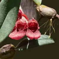 Bulbophyllum bootanoides 'Frostii' (mounted/blooming size)