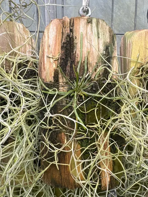 Taeniophyllum sp