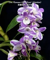 Den. Hamana Lake 'Kumi' — Blooming Size (Not in bloom)