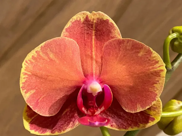 Phalaenopsis Large Surf Song 'Splash'