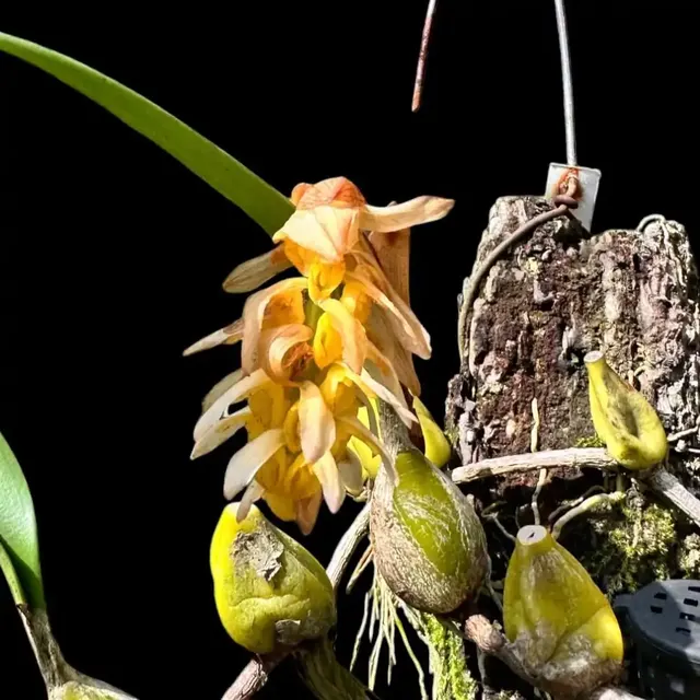 Bulbophyllum allenkerrii (Bulbophyllum)
