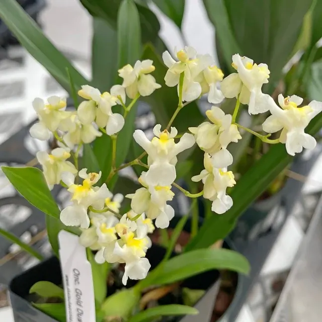 Oncidium Gold Dust - Multi-spiking