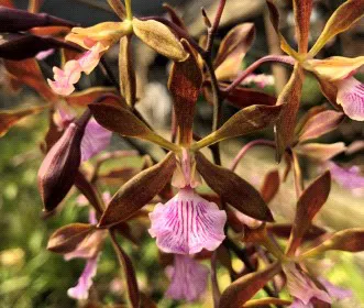 Encyclia Tamcorata x randii (Encyclia)