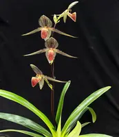 Paphiopedilum rothschildianum