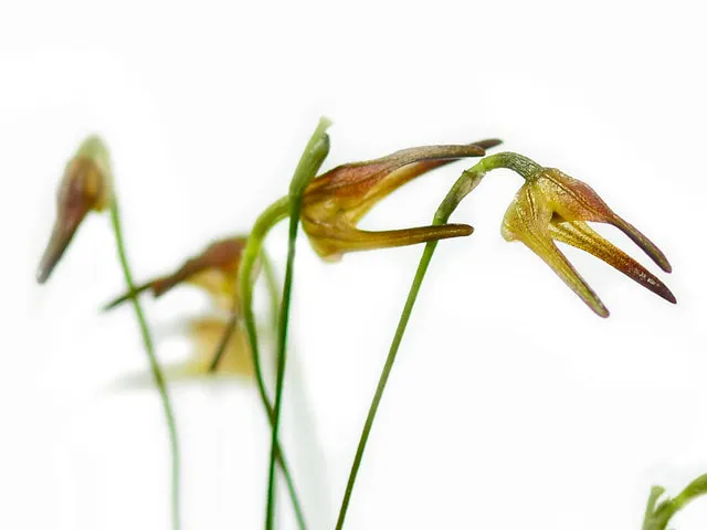 Porroglossum lycinum (Porroglossum)