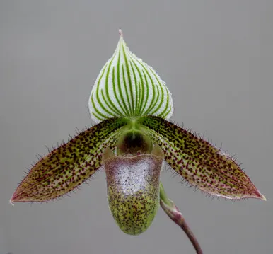 Paphiopedilum wardii (Paphiopedilum)