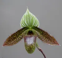 Paphiopedilum wardii