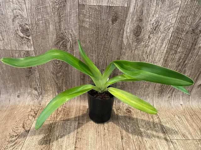 Paphiopedilum Susan Booth (rothchildianum 'Wen-Shin #1' x glanduliferum 'Chen Shamn')