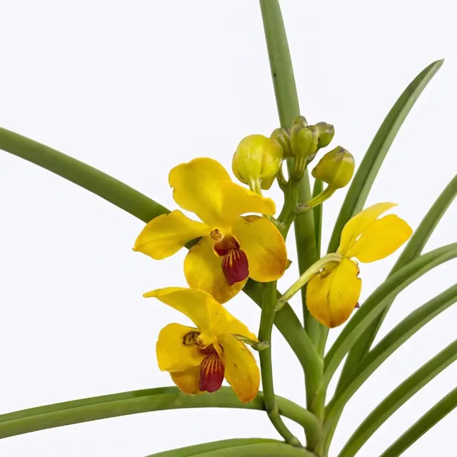 Vanda Tristar Gold × Luisa Thailandica (Vanda)