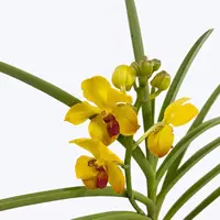 Vanda Tristar Gold × Luisa Thailandica