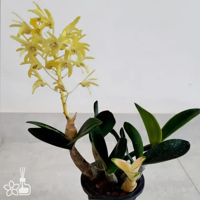 Dendrobium Speciosum ‘Maizuru’