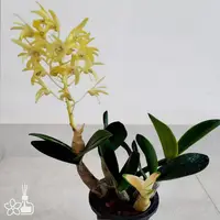 [Bare-root] Den. speciosum 'Maizuru' 大明石斛丹頂鶴 [3" BS][Jun in stock]