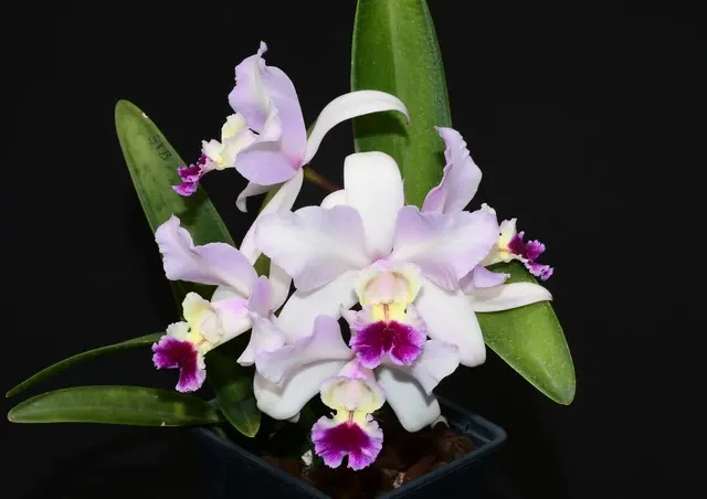 Cattleya Uzhupud Garden