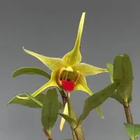 Dendrobium tobaense var gigantea. Blooming size dendrobium species orchid. Unique long lasting blooms.