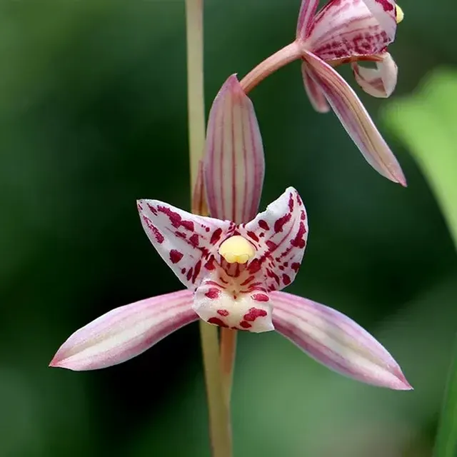 Cymbidium ensifolium 'Hong-San-Niang' (Cymbidium)