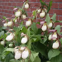 [Rhizome][Import AS-IS] Cyp. kentuckiense [2.4" 1Gr BS][Aug Cyps Preorder 26]