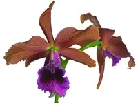 Cattleya tenebrosa