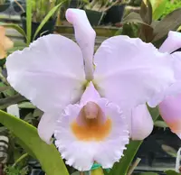 Cattleya schroederae fma. oscura (‘Ramona’ x ‘Revolcon’)