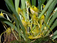 Masdevallia herradurae f. xanthina
