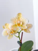 Phal. Yaphon Golden Leopard — Blooming size (Overstocked)