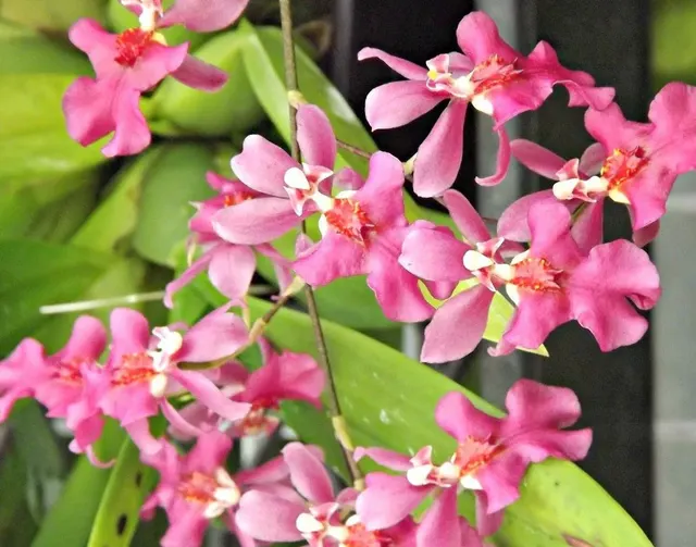 Oncidium Twinkle 'Pink Profussion'