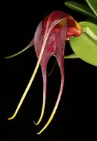 Masdevallia rolfeana