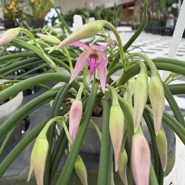 Leptotes pohlitinocoi x sib