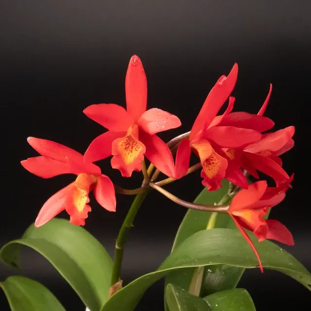 Laeliocattleya Rojo 'Valentine'