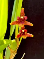 Maxillaria Memoria Ben Berliner
