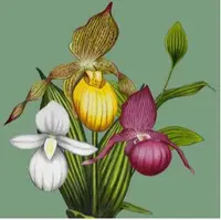 Cypripedium Hardy Garden Orchids ‘Mixed Colours’