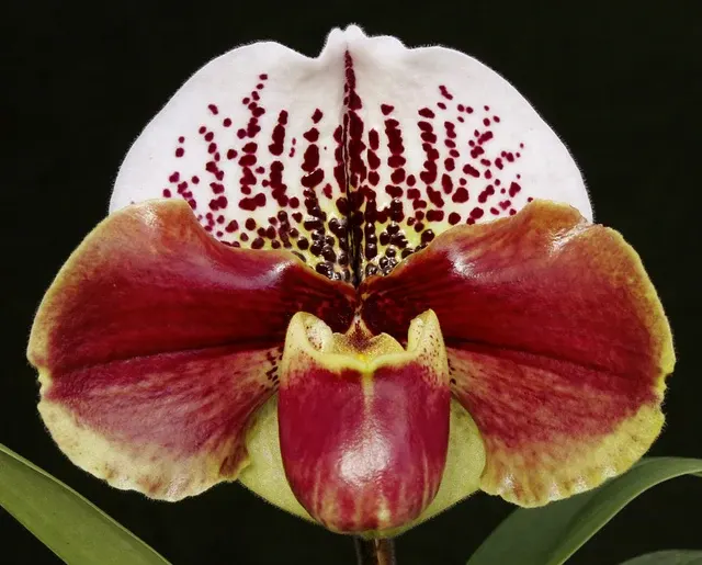 Paphiopedilum Next Generation X 'Amazon King' (Paphiopedilum)