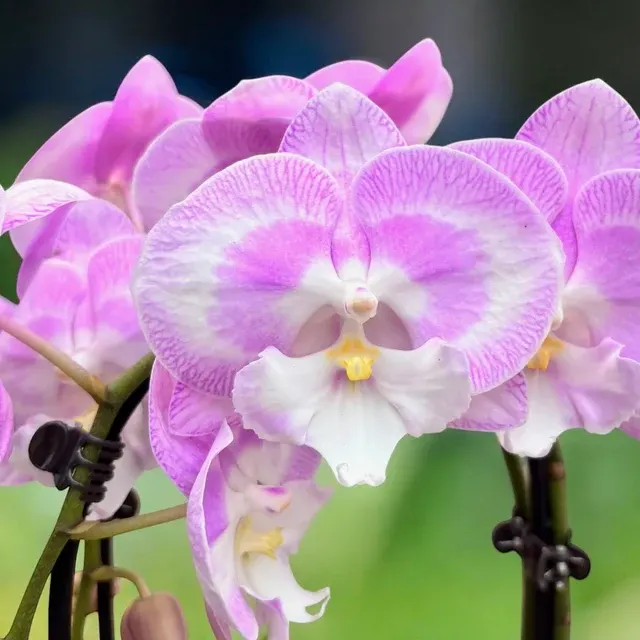 Phalaenopsis Jingle