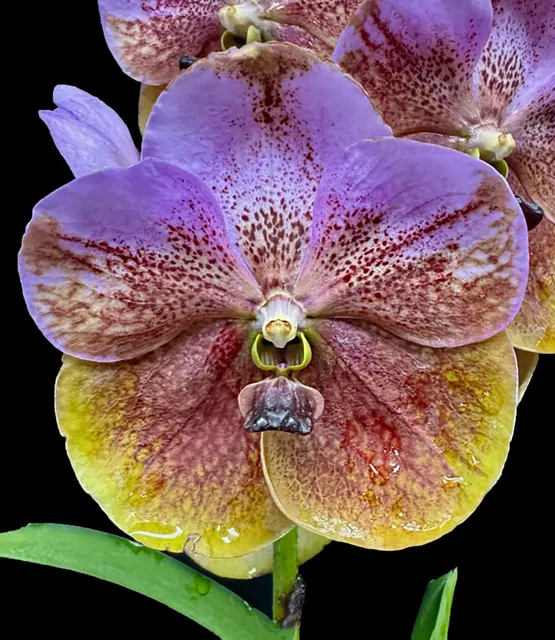 Vanda Patricia Baxter (Vanda)
