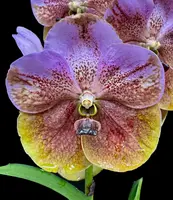 Vanda Patricia Baxter
