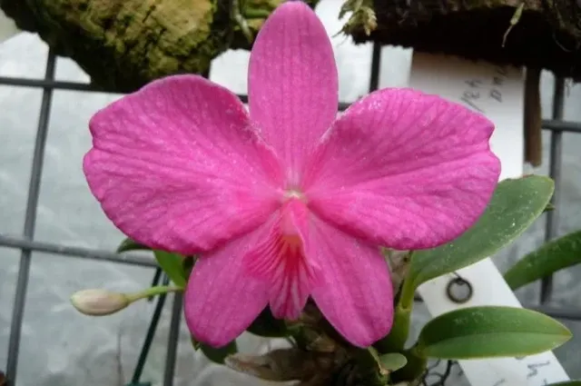 Sophronitis wittigiana syn rosea (Sophronitis)