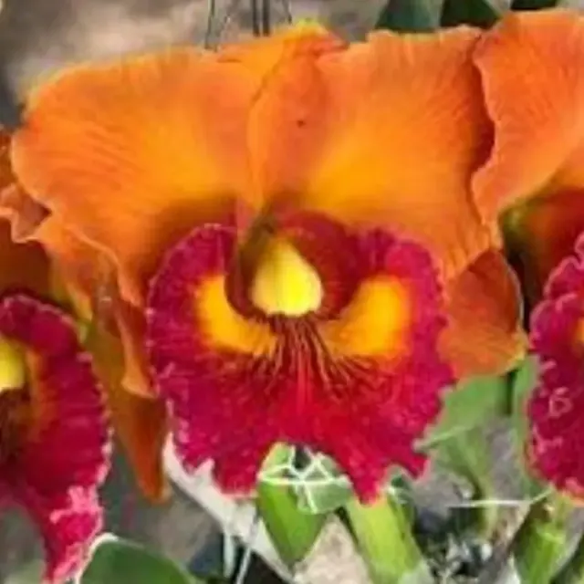 Rhyncholaeliocattleya Nakornchaisri Delight '#5' (Rhyncholaeliocattleya)