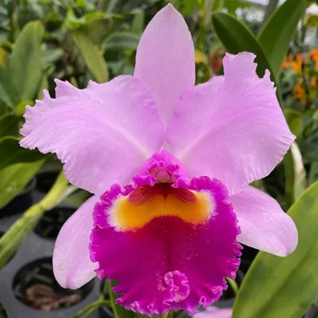 Laeliocattleya Orchid Irene Finney ‘Spring Bounty’ AM/AOS