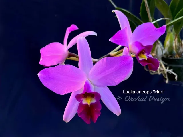 Laelia anceps 'Mari' (Laelia)